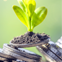 Planta verde creciendo sobre una pila de monedas de metal